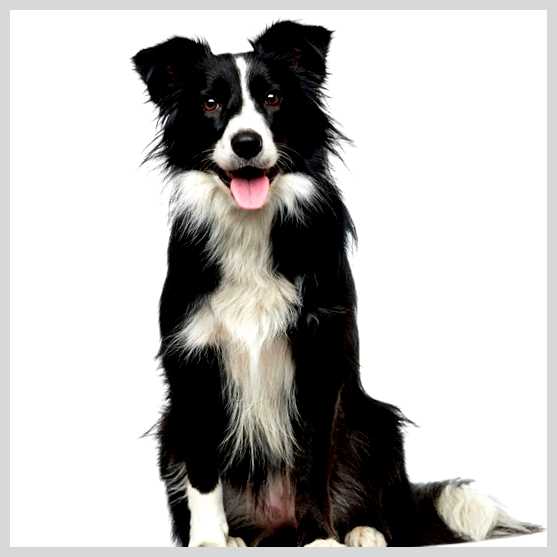 Бордер-колли - всё о собаке