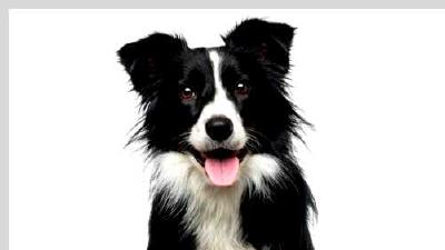 Бордер-колли — всё о собаке