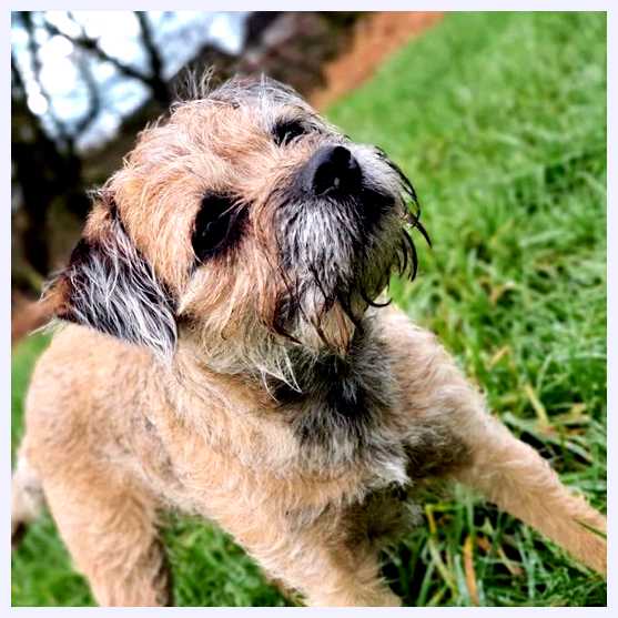 Бордер-терьер - всё о собаке