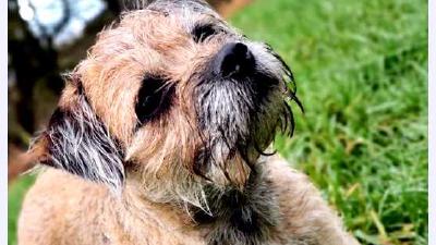 Бордер-терьер — всё о собаке