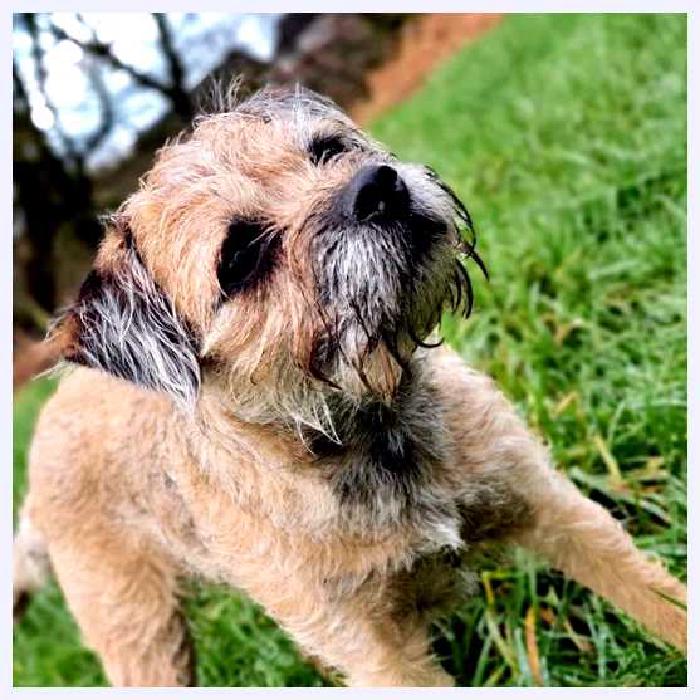 Бордер-терьер — всё о собаке