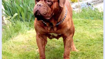 Бордоский дог — всё о собаке