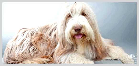 Бородатый колли - всё о собаке