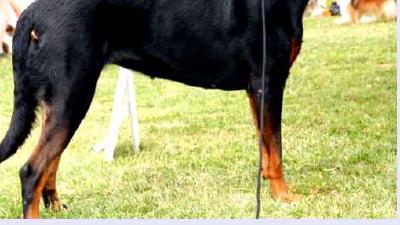 Босерон — всё о собаке