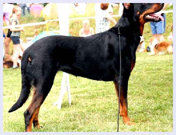 Босерон — всё о собаке