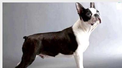 Бостон-терьер — всё о собаке