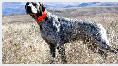 Брак Дюпюи — всё о собаке