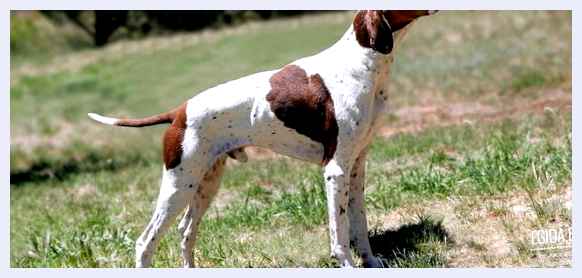 Брак Дюпюи - всё о собаке холке От