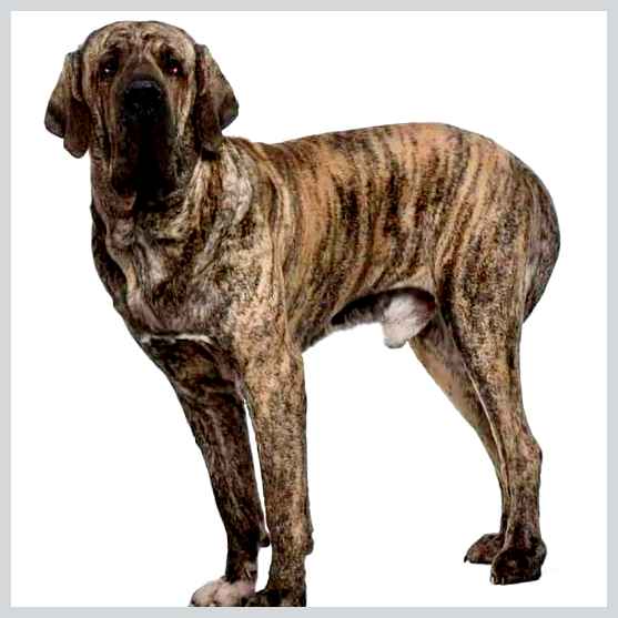 Бразильский фила - всё о собаке обучаемость Эти собаки отличаются