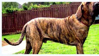 Бразильский фила — всё о собаке