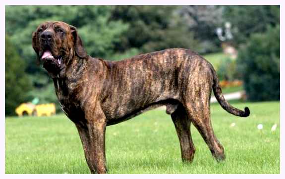 Бразильский фила - всё о собаке собака станет преданным