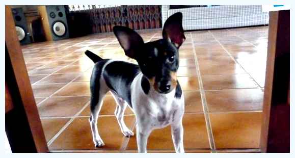 Бразильский терьер - всё о собаке ветеринарные заботы        Бразильские терьеры обычно