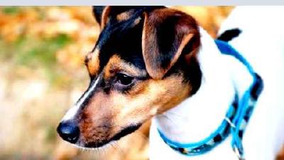 Бразильский терьер — всё о собаке