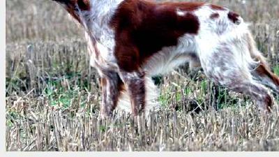 Бретонский эпаньоль — всё о собаке