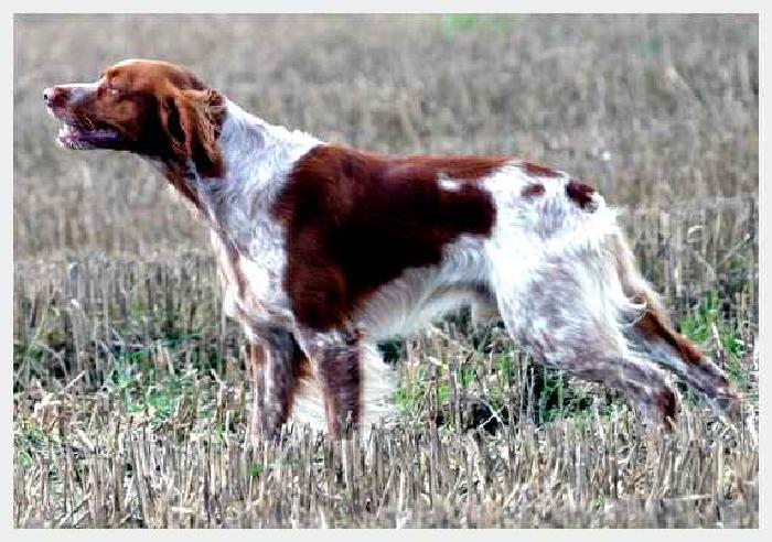Бретонский эпаньоль — всё о собаке