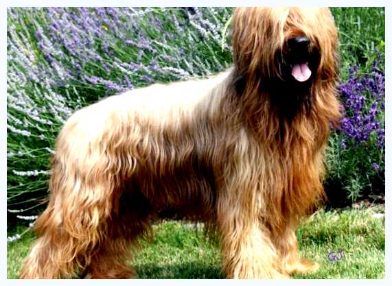 Бриар (порода собак) - всё о собаке