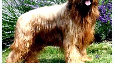 Бриар (порода собак) — всё о собаке