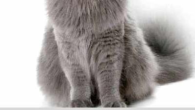 Британская длинношерстная кошка — всё о кошках