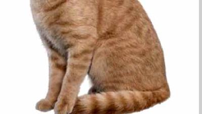 Британская короткошерстная кошка — всё о кошках