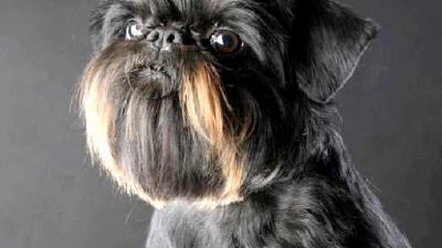 Брюссельский гриффон — всё о собаке