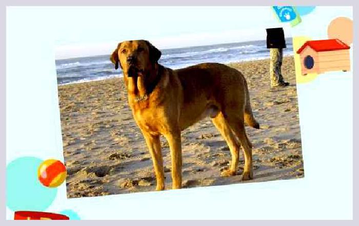 Брохольмер — всё о собаке