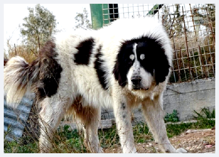 Буковинская овчарка — всё о собаке