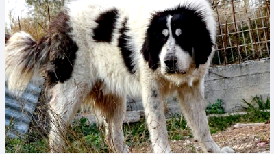 Буковинская овчарка — всё о собаке