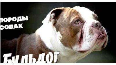 Бульдог кампейро — всё о собаке