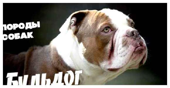 Бульдог кампейро — всё о собаке