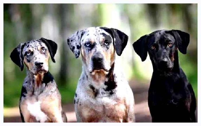 Бульдог Катахулы — всё о собаке