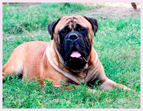 Бульмастиф - всё о собаке