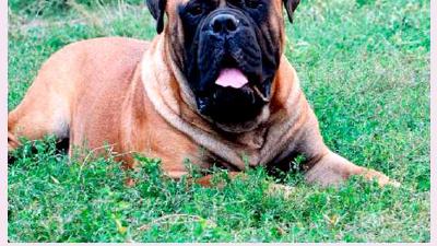 Бульмастиф — всё о собаке