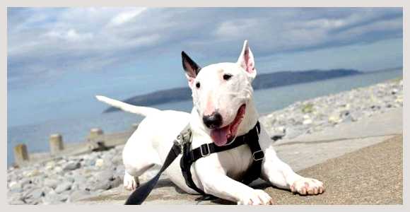 Бультерьер - всё о собаке