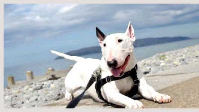 Бультерьер — всё о собаке