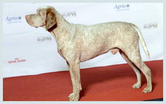 Бурбонский бракк - всё о собаке