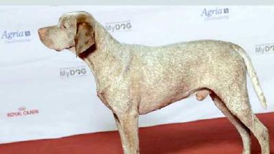 Бурбонский бракк — всё о собаке