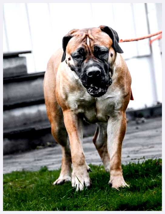 Бурбуль - всё о собаке