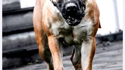 Бурбуль — всё о собаке