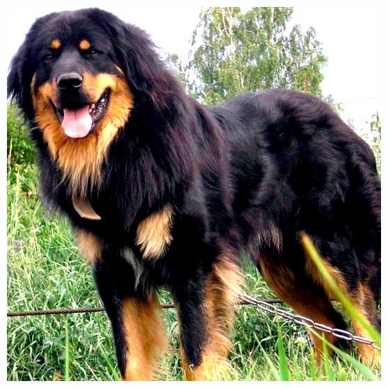 Бурят-монгольский волкодав - всё о собаке