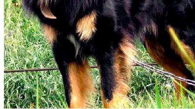 Бурят-монгольский волкодав — всё о собаке