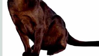 Бурманская кошка — всё о кошках