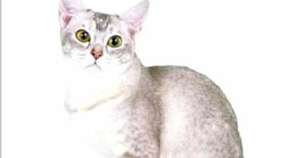 Бурмилла — всё о кошках