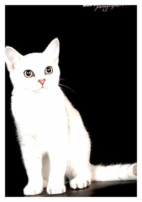 Бурмилла - всё о кошках Глаза Округлые