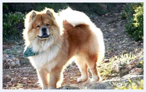 Чау-чау - всё о собаке 20-30 кг Тип шерсти