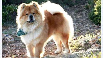 Чау-чау — всё о собаке