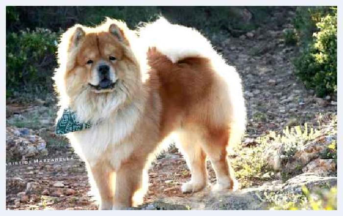 Чау-чау — всё о собаке