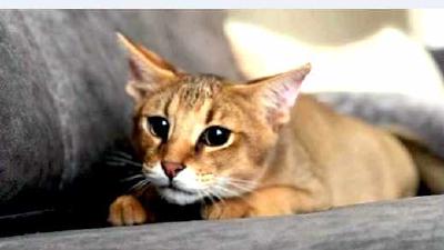 Чаузи — всё о кошках