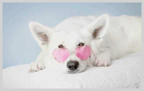 Чего боятся собаки и как победить их страх