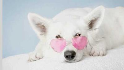 Чего боятся собаки  и как победить их страх