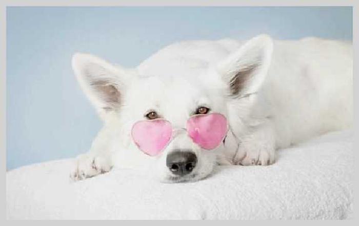 Чего боятся собаки и как победить их страх